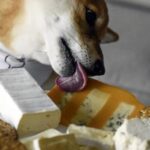 Il cane può mangiare il formaggio?