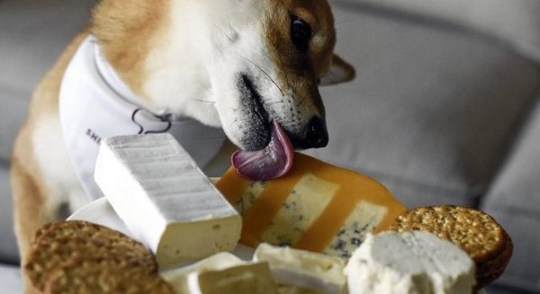 cane che mangia formaggio