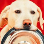 come cambiare alimentazione al cane