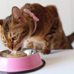 Difficoltà a deglutire nel gatto: sintomi, cause e rimedi