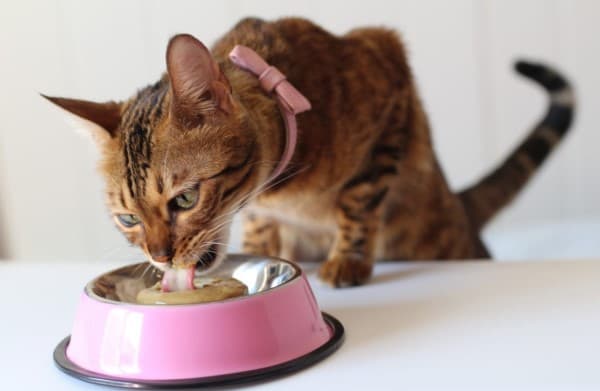 difficoltà a deglutire nel gatto