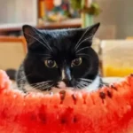 gatto anguria
