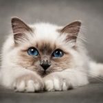 Ipersalivazione nel gatto: quando preoccuparsi