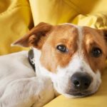 Letargia nel cane: le possibili cause