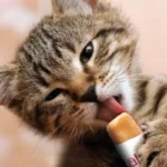 proteggere il gatto dal caldo