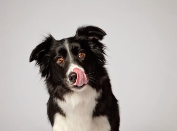 cane continua a leccarsi le labbra e deglutire