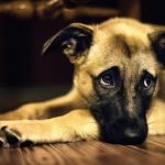 dolore addominale nel cane