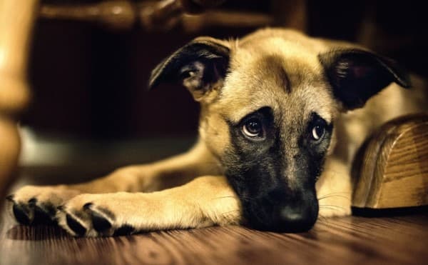 dolore addominale nel cane