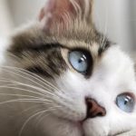 Esofagite da reflusso nel gatto: cause, sintomi e rischi associati