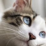 esofagite da reflusso nel gatto