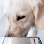 la corretta alimentazione del cane con colite