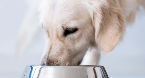 la corretta alimentazione del cane con colite