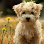 muco nelle feci del cane
