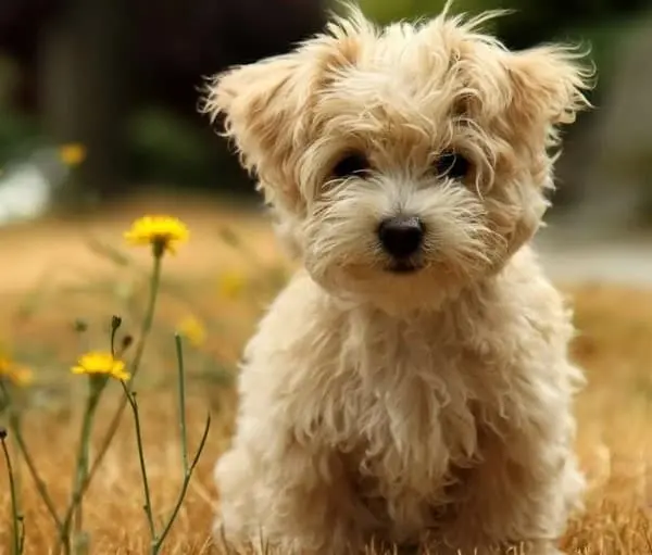 muco nelle feci del cane