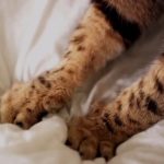 perché il gatto fa la pasta