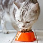 I migliori enzimi digestivi per la salute del gatto