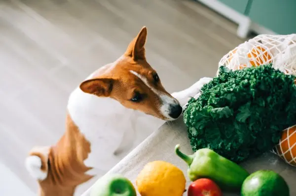 fibre dieta cane