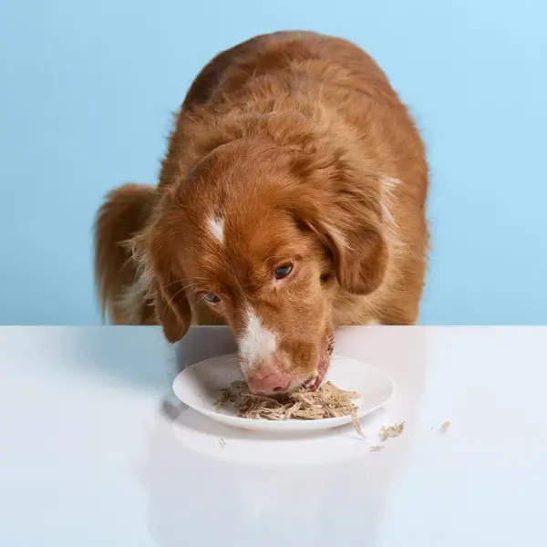 carne di maiale al cane