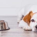 Quando il cucciolo non mangia: cosa fare?