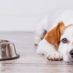 cucciolo non mangia