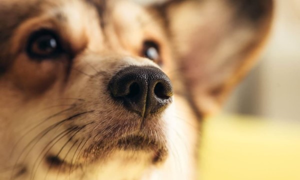 cucciolo starnutisce