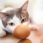 le uova fanno bene al gatto