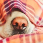 naso cane cambia colore