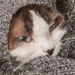 nausea nel gatto