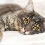 Uroaddome nel gatto: sintomi, trattamento e cause