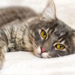 uroaddome gatto