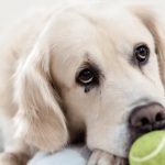 depressione cane