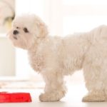 dieta epilessia cane