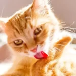 Bezoario nel gatto: sintomi, cause e trattamento