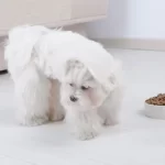 Cosa fare quando il cane non mangia il suo cibo
