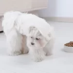 cane non mangia