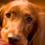 Cosa devo fare se il mio cane vomita liquido giallo?