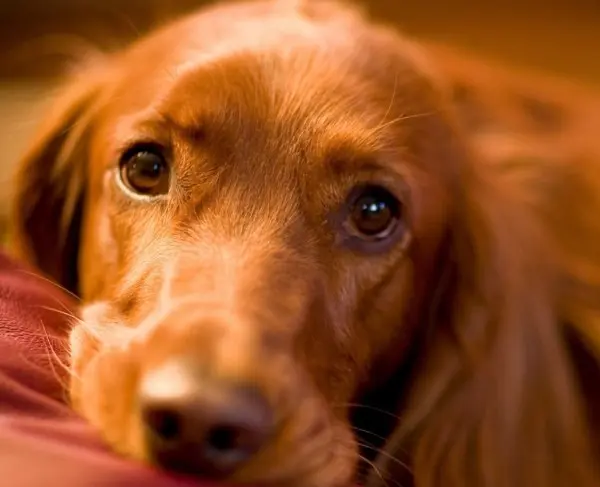 cane vomita liquido giallo