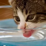 cristalluria gatto