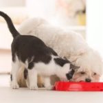 Dieta leggera per cane e gatto: quando è necessaria?