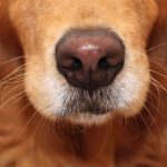 Il naso del cane deve essere umido?