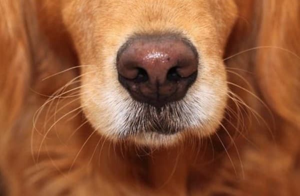 il naso del cane deve essere umido