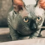 Infezioni oculari nel gatto: come riconoscerle e trattarle