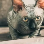 infezioni oculari gatto