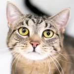 ipercalcemia gatto