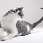 Sindrome da iperestesia felina: sintomi e trattamento
