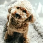 mucocele salivare cane