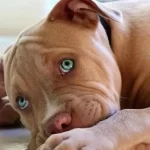 occhio gonfio cane