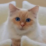 otite interna gatto