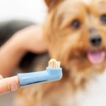 Parodontite nel cane: cause, sintomi, cura e prevenzione