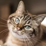 Pielonefrite nel gatto: cause, sintomi e trattamento